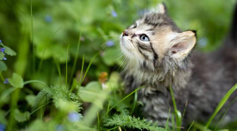 Horta para Felinos