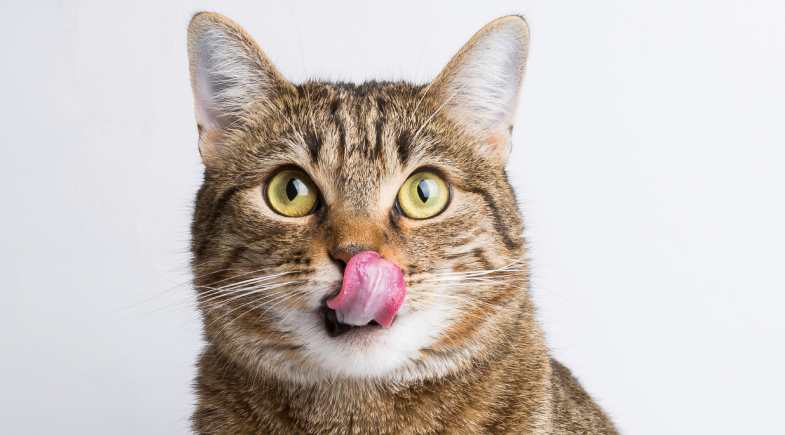 Ingestão hídrica é um dos grandes benefícios do alimento úmido. ao gato